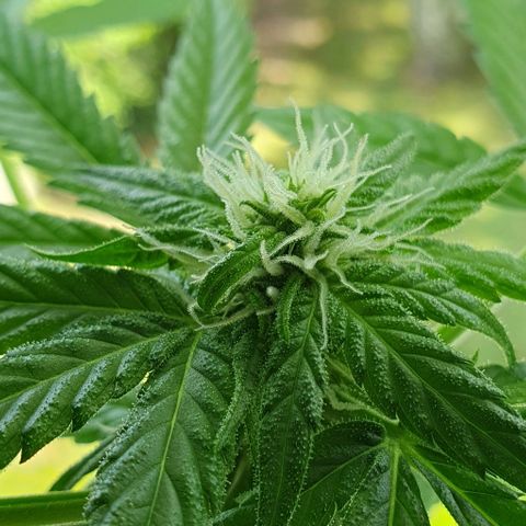 White Widow Automatic growlog timeline photo