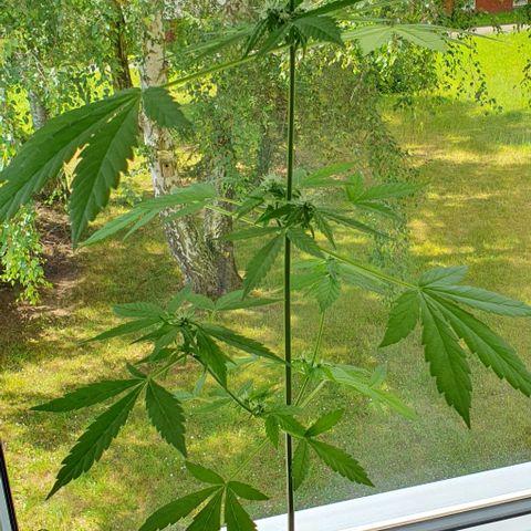 White Widow Automatic growlog timeline photo