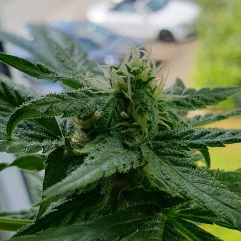White Widow Automatic growlog timeline photo