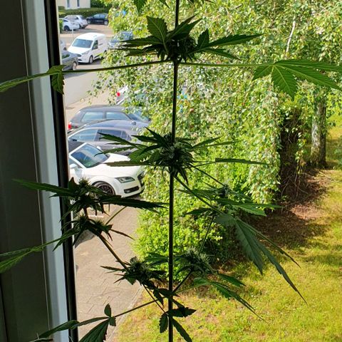 White Widow Automatic growlog timeline photo