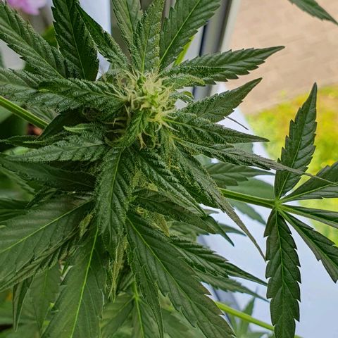 White Widow Automatic growlog timeline photo