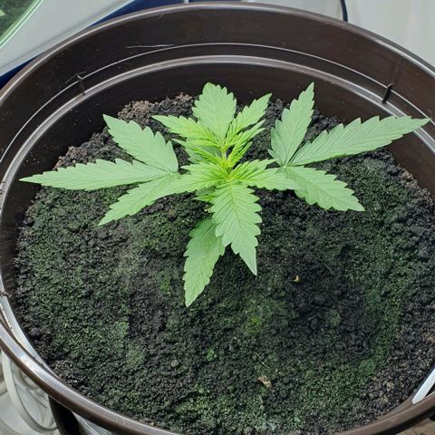 Royal Bluematic growlog photo: Vor Topping