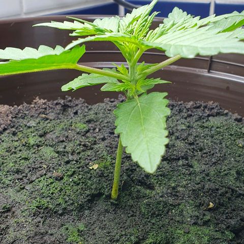 Royal Bluematic growlog photo: Vor Topping