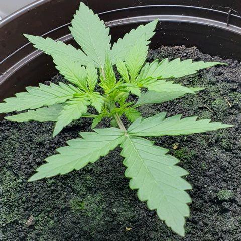 Royal Bluematic growlog photo: Vor Topping