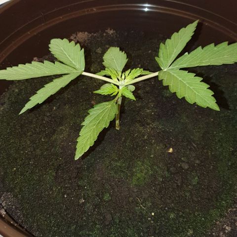 Royal Bluematic growlog photo: Nach Topping
