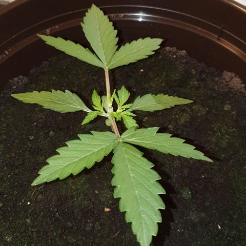 Royal Bluematic growlog photo: Nach Topping
