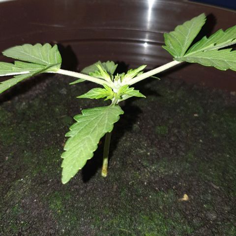 Royal Bluematic growlog photo: Nach Topping
