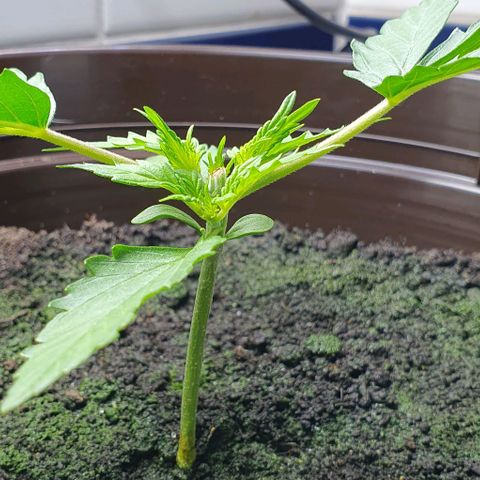 Royal Bluematic growlog timeline photo