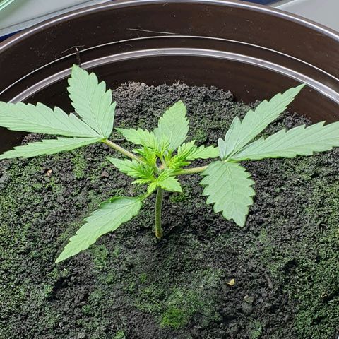 Royal Bluematic growlog timeline photo