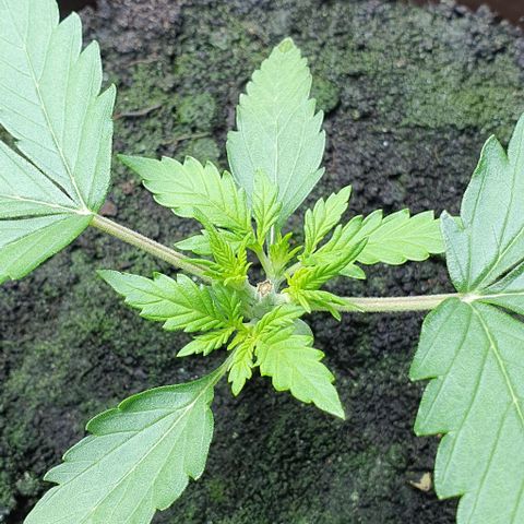 Royal Bluematic growlog timeline photo
