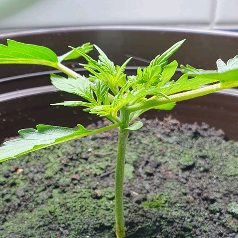 Royal Bluematic growlog timeline photo