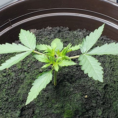 Royal Bluematic growlog timeline photo