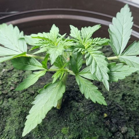 Royal Bluematic growlog photo: Vor Training
