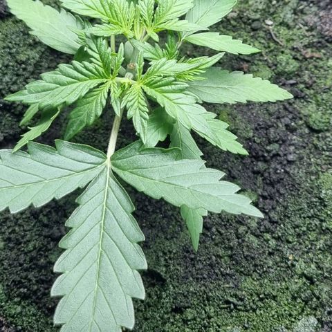 Royal Bluematic growlog photo: Vor Training