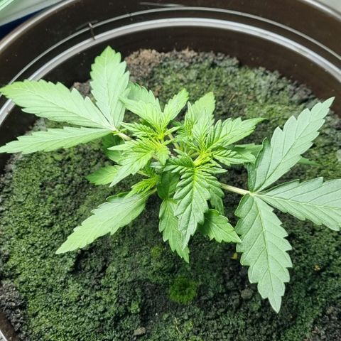 Royal Bluematic growlog photo: Vor Training