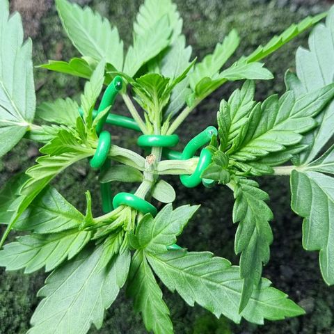 Royal Bluematic growlog photo: Nach Training