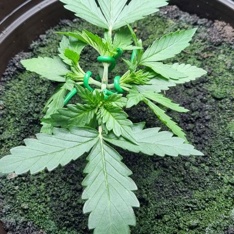 Royal Bluematic growlog photo: Nach Training