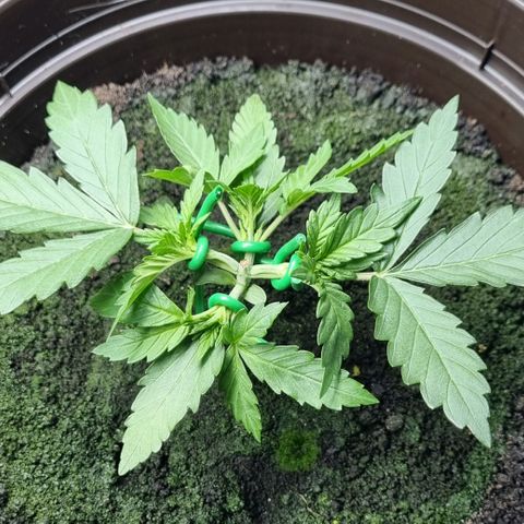 Royal Bluematic growlog photo: Nach Training