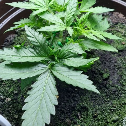 Royal Bluematic growlog timeline photo