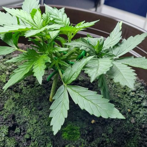 Royal Bluematic growlog timeline photo