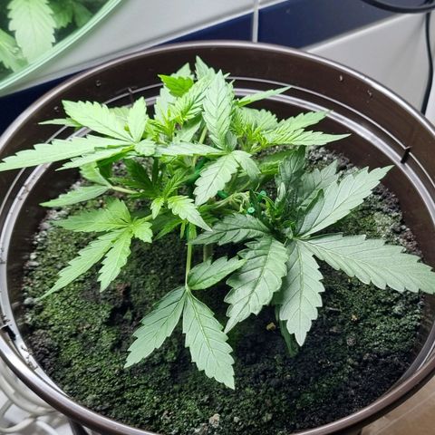 Royal Bluematic growlog photo: Vor 2.tem Training