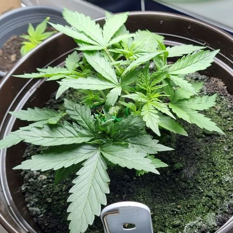 Royal Bluematic growlog photo: Vor 2.tem Training