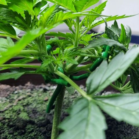 Royal Bluematic growlog photo: Vor 2.tem Training