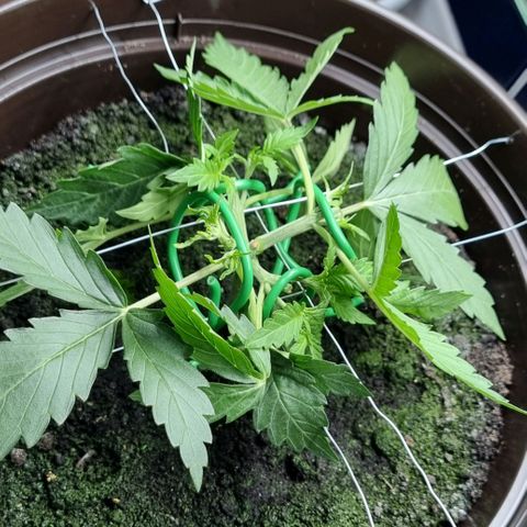 Royal Bluematic growlog photo: Nach 2tem Training