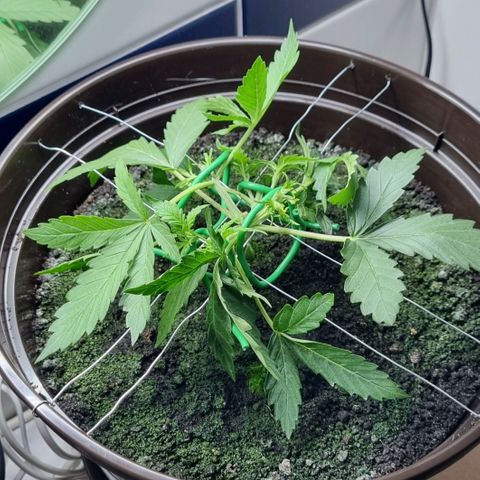 Royal Bluematic growlog photo: Nach 2tem Training