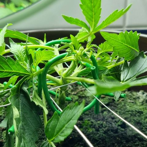 Royal Bluematic growlog photo: Nach 2tem Training