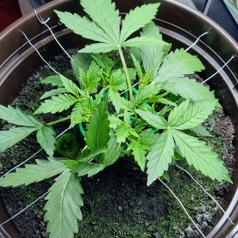 Royal Bluematic growlog timeline photo