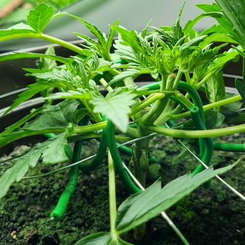 Royal Bluematic growlog timeline photo