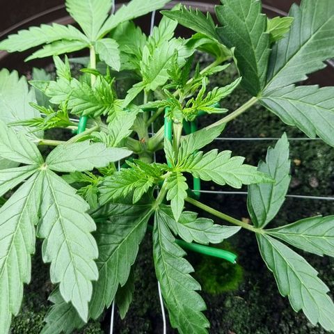 Royal Bluematic growlog timeline photo