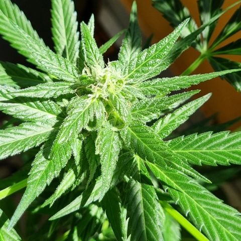 White Widow Automatic growlog timeline photo