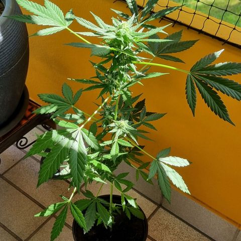 White Widow Automatic growlog timeline photo