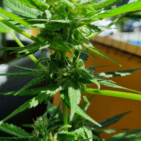 White Widow Automatic growlog timeline photo