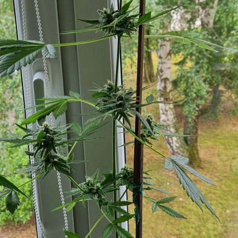 White Widow Automatic growlog timeline photo