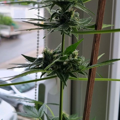 White Widow Automatic growlog timeline photo
