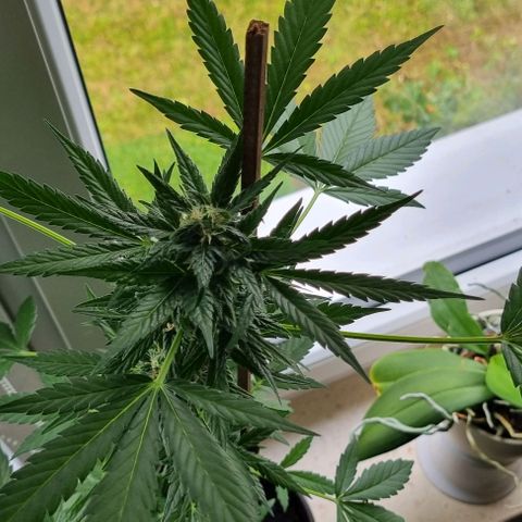 White Widow Automatic growlog timeline photo