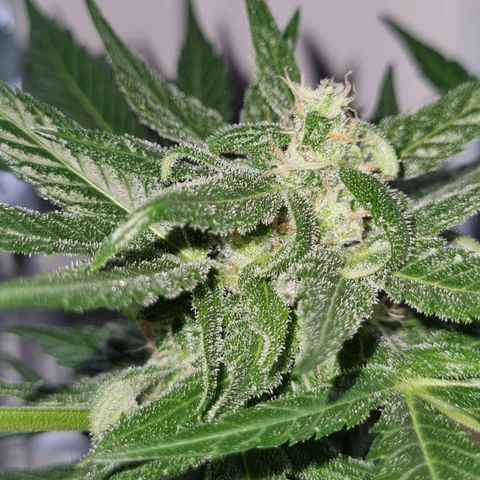 White Widow Automatic growlog timeline photo