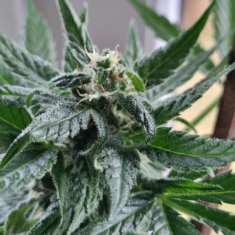 White Widow Automatic growlog timeline photo