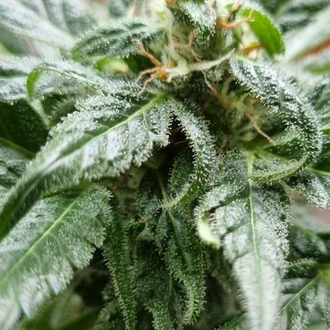 White Widow Automatic growlog timeline photo