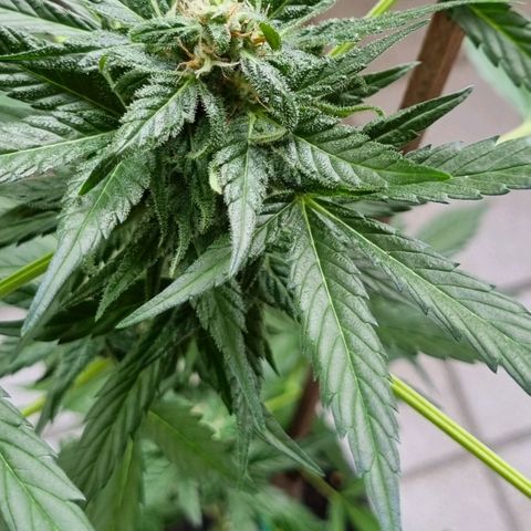White Widow Automatic growlog timeline photo