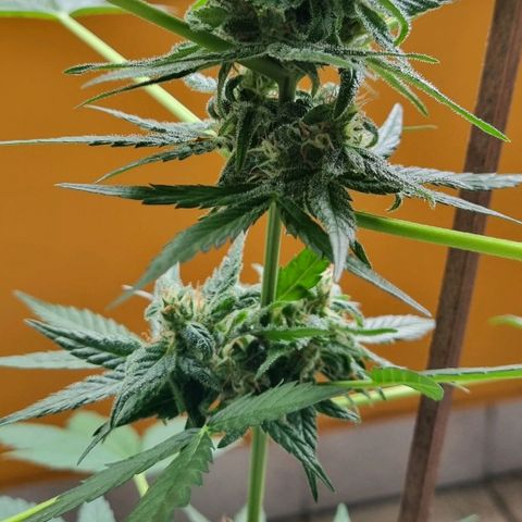 White Widow Automatic growlog timeline photo