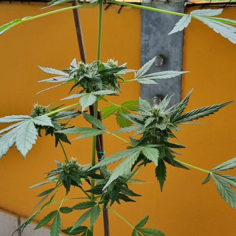 White Widow Automatic growlog timeline photo