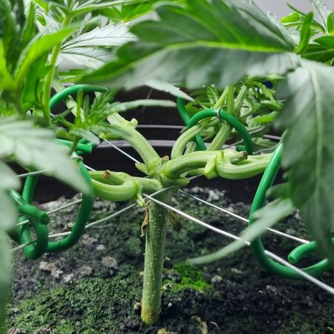 Royal Bluematic growlog timeline photo