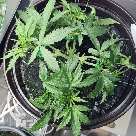 Royal Bluematic growlog timeline photo