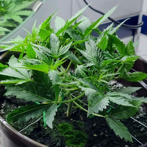 Royal Bluematic growlog timeline photo