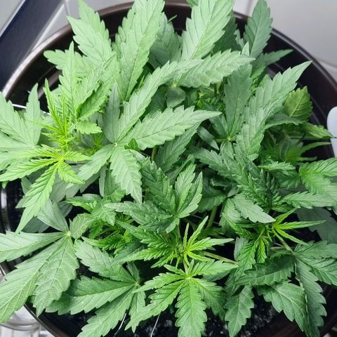 Royal Bluematic growlog timeline photo