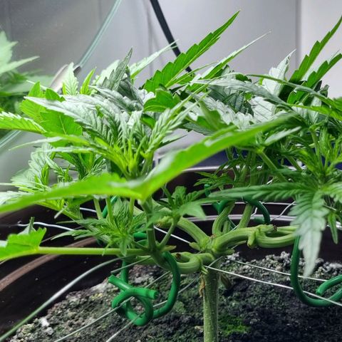 Royal Bluematic growlog timeline photo
